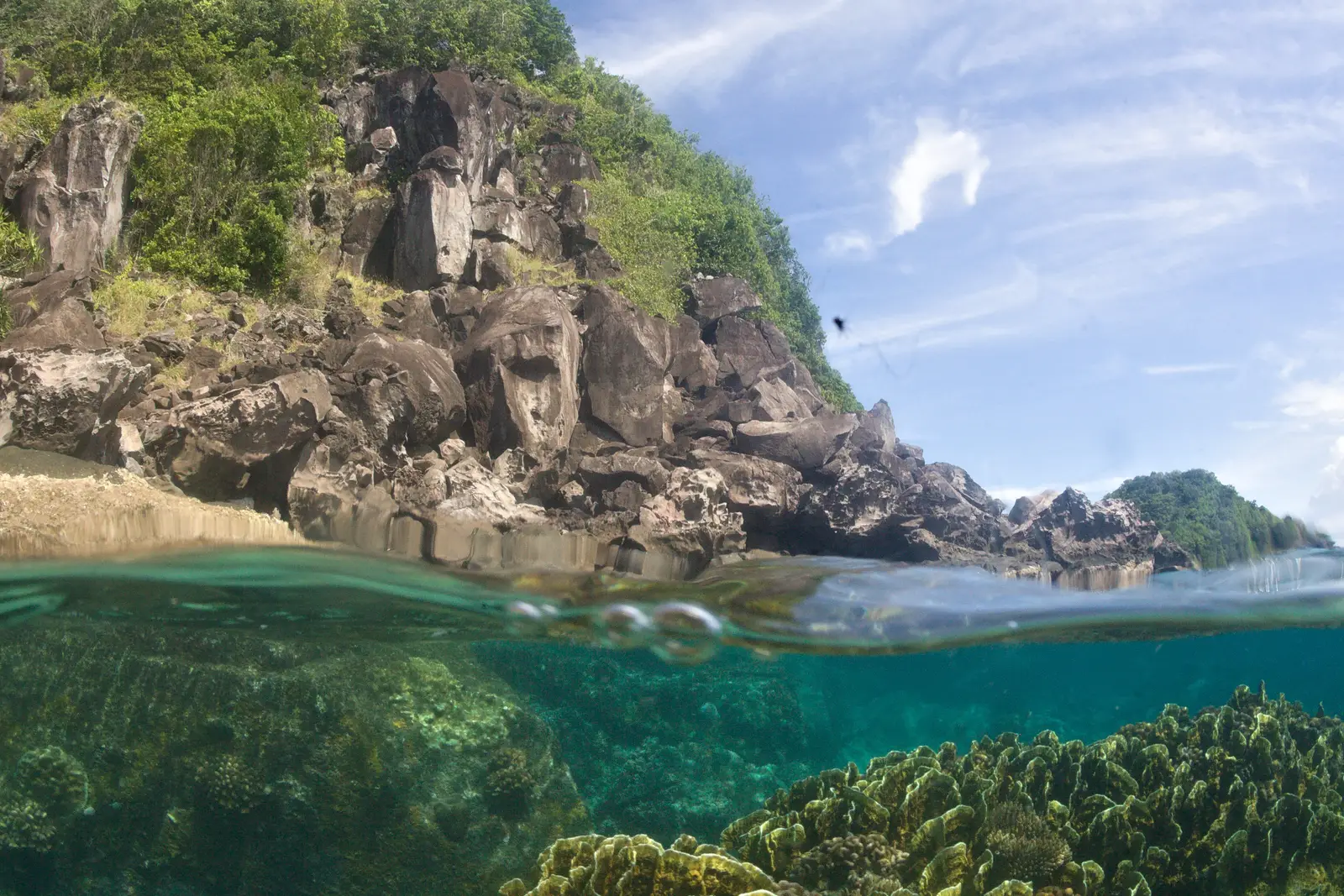 Half above and half below the water at Apo Island: rocky, forested shore above and hard coral growing just beneath the surface
