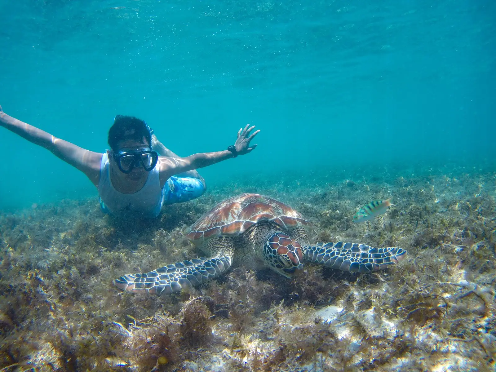 Snorkeller swimming above a green sea turtle in the shallows at Apo Island near Dumaguete