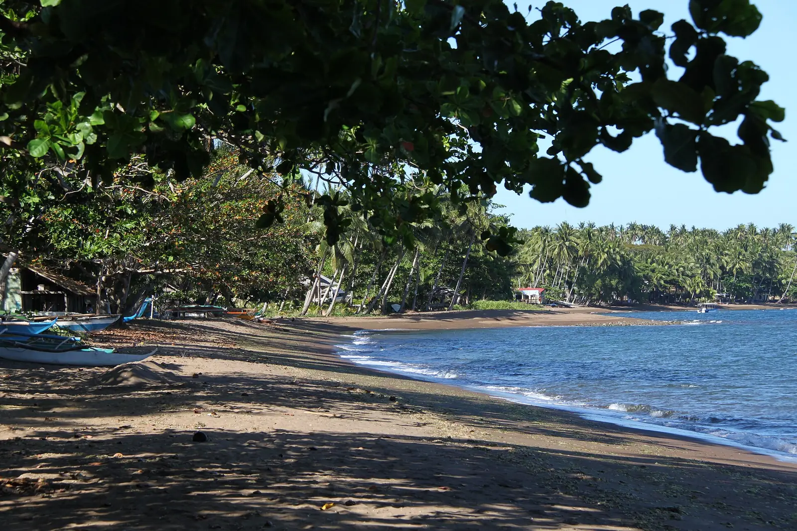 Outrigger bancas pulled up under trees on the dark-sand shore at Dauin, Negros Oriental