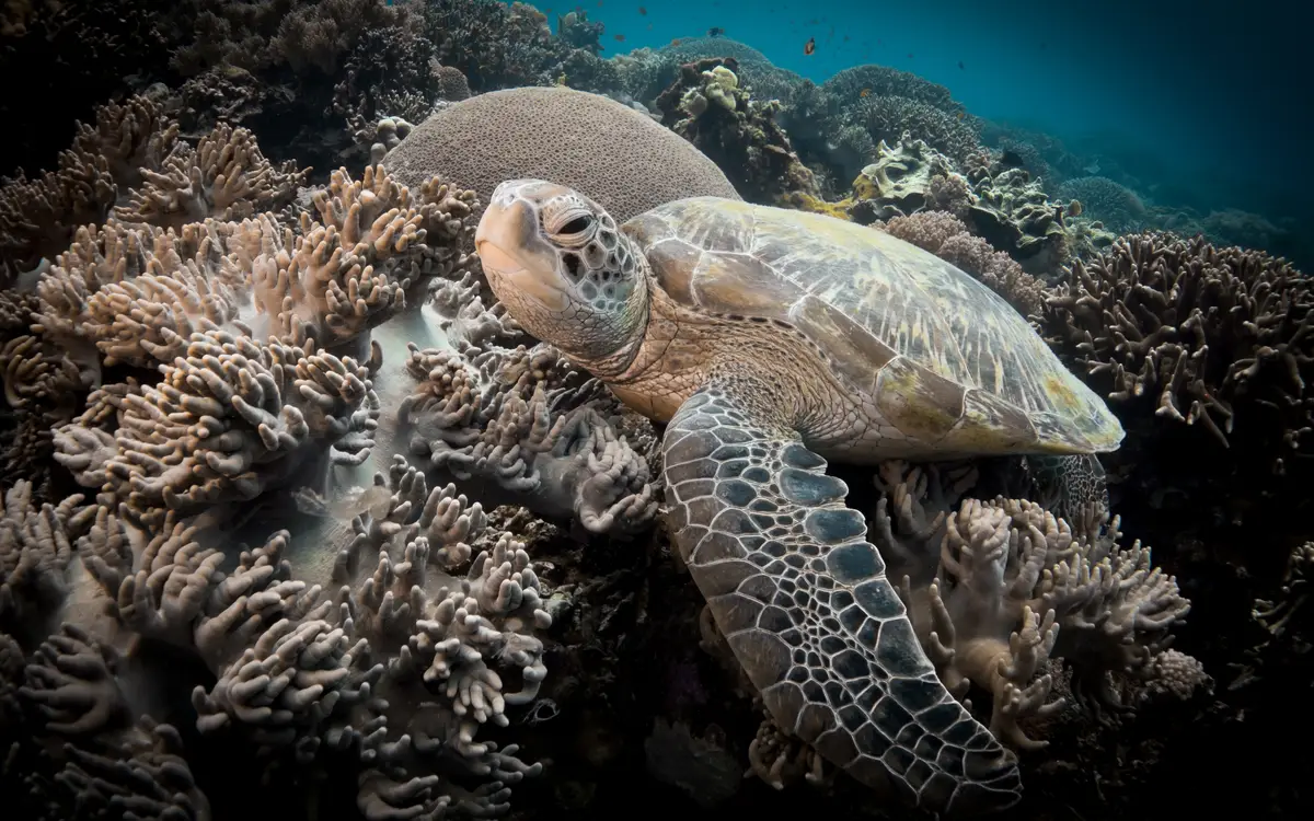 A green sea turtle gliding over the coral reef at Apo Island near Dumaguete, Negros Oriental