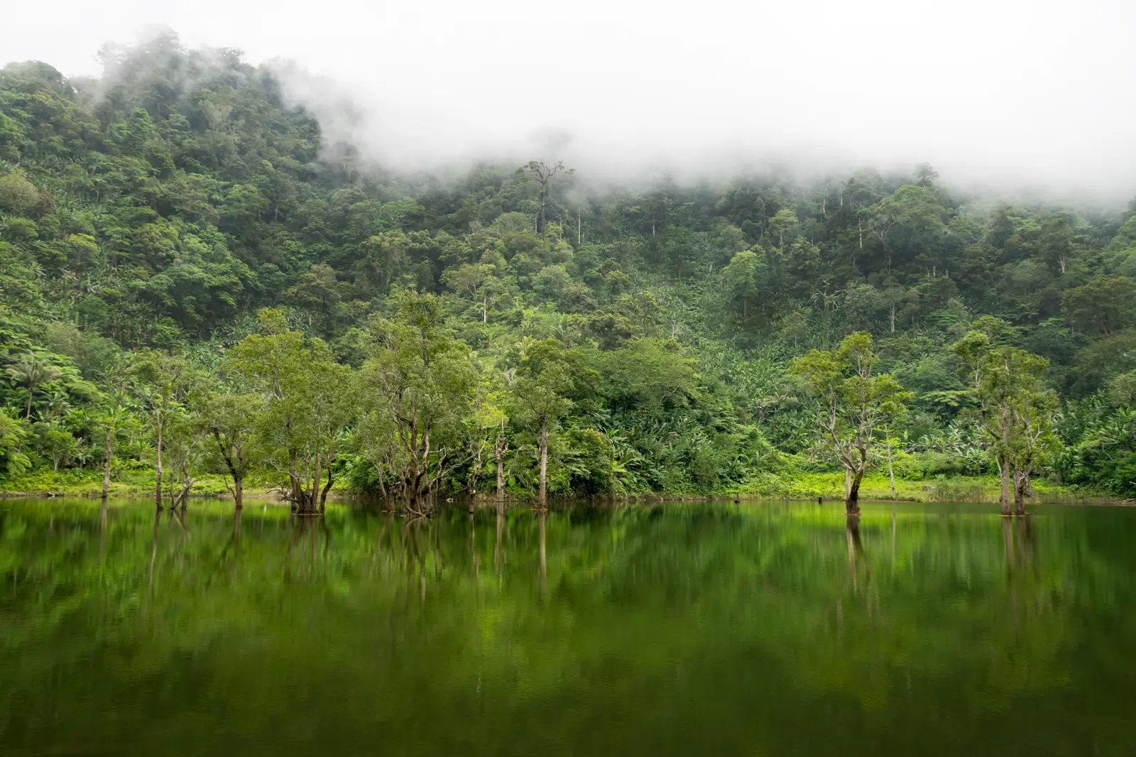 Photo: Vincent Lecolley / CC BY-SA 4.0, via Wikimedia Commons Mist drifting over rainforest at Balinsasayao Twin Lakes Natural Park, Negros Oriental